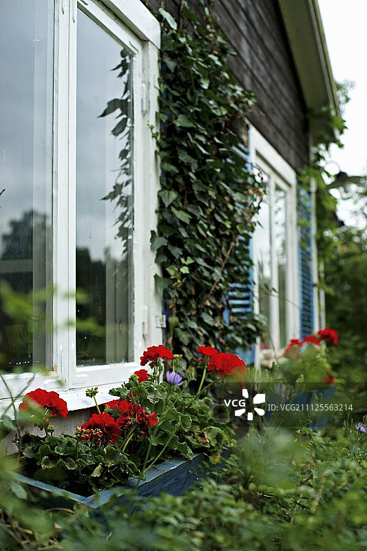 夏日别墅窗外的红天竺葵窗框图片素材