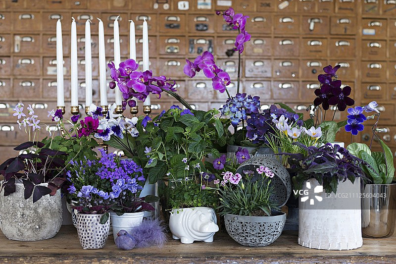 各种盆栽植物的排列，开花深浅紫色和粉红色图片素材