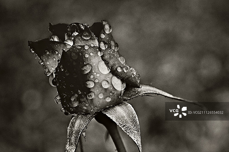 雨季湿植物特写图片素材
