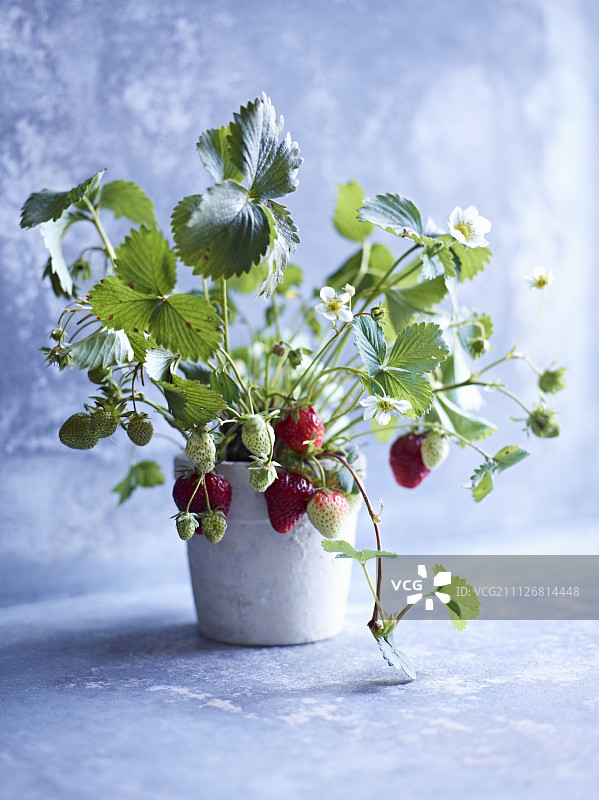 盆栽草莓图片素材