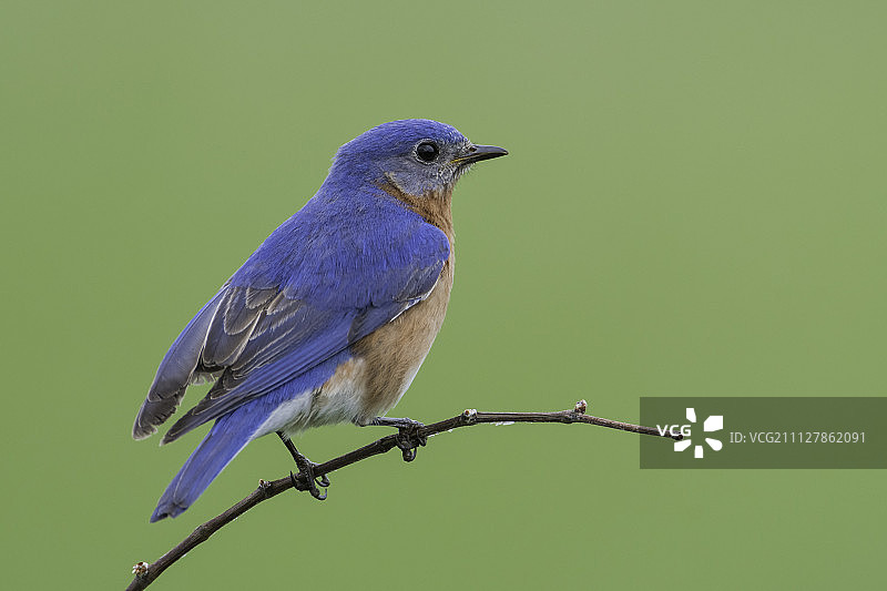 孤身一人的蓝鸟……图片素材
