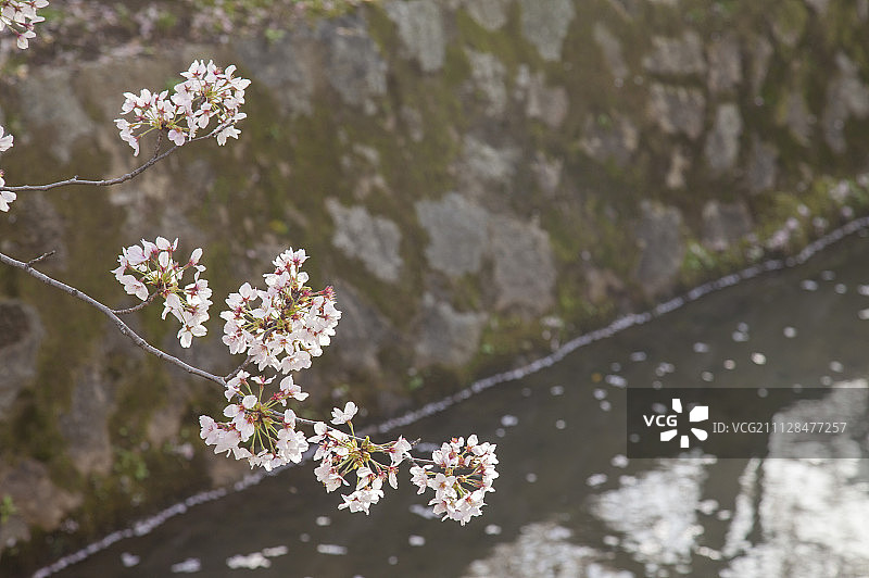 樱花,花,溪流图片素材