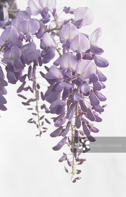 紫藤。图片素材