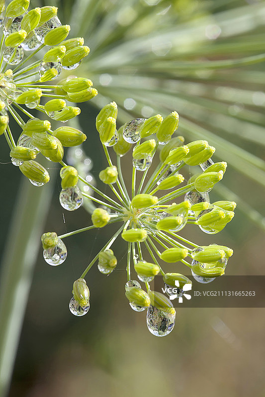 莳萝，Anethum graveolens，近花蕾，带雨滴。图片素材