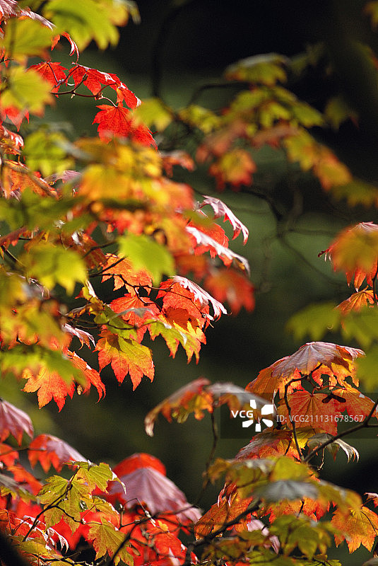 日本枫，日本槭'葡萄叶'。图片素材