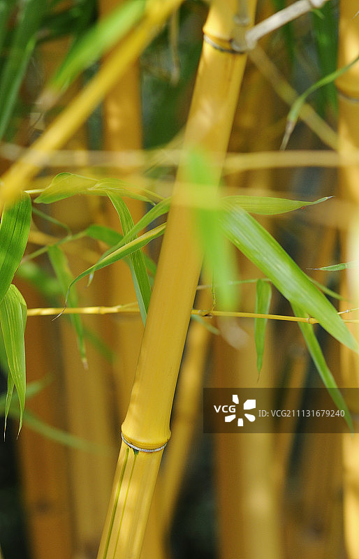 竹,Bambusa。图片素材
