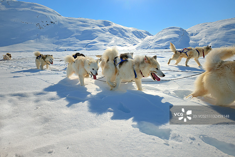 雪橇狗在浮冰上图片素材