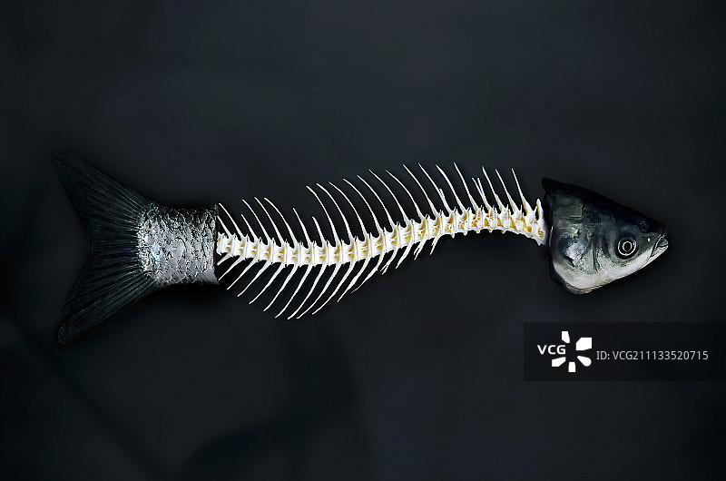 鱼的骨骼图片素材