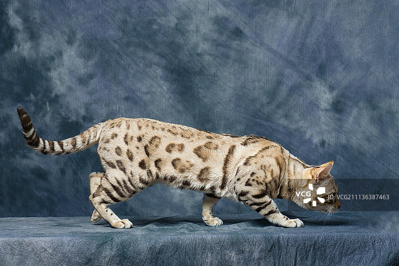 豹猫 乌索普图片素材