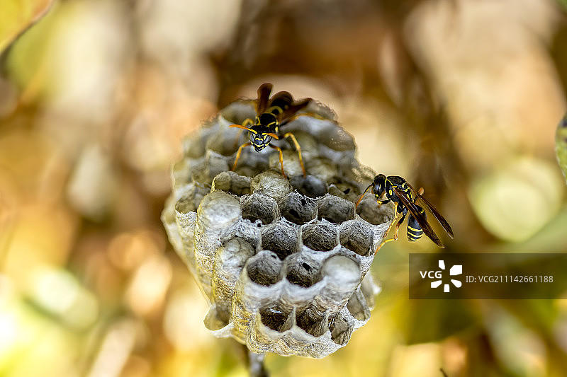纸黄蜂和巢图片素材