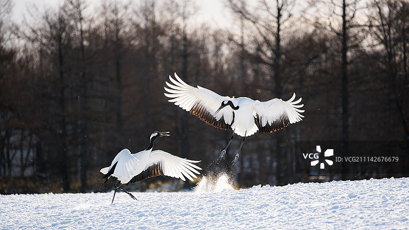 北海道冬季的丹顶鹤图片素材