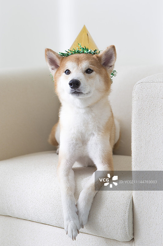 新年,春节,狗年,柴犬图片素材