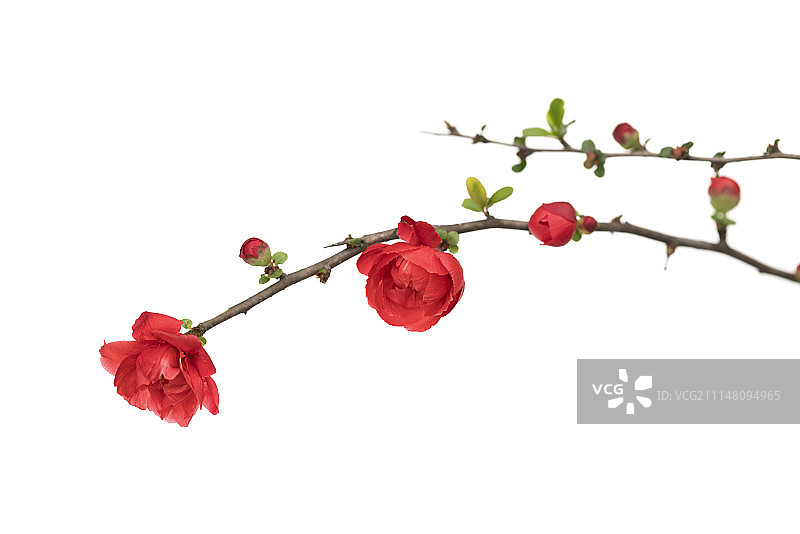红色海棠花白底设计素材图片素材