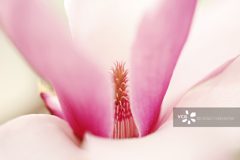 粉色浪漫春天-粉红玉兰花瓣与花蕊微拍图片素材