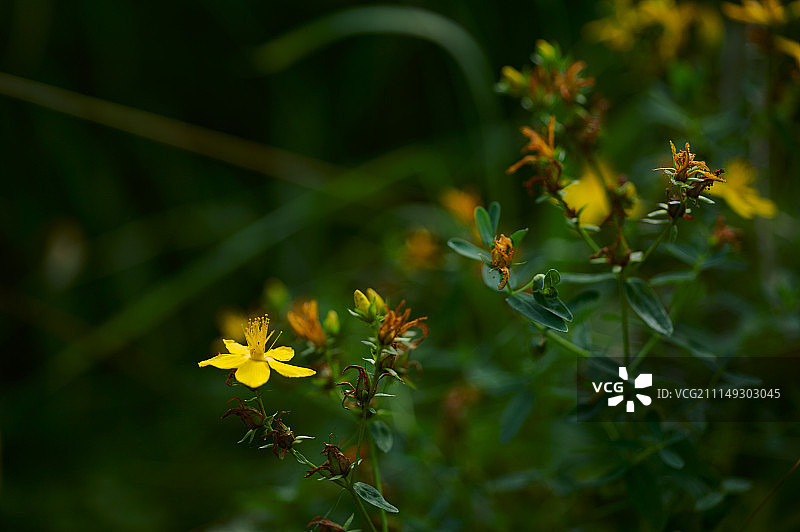 黄花植物野外特写图片素材