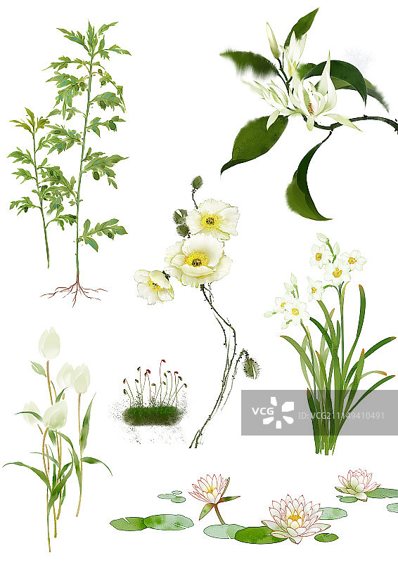 白色系花卉图片素材