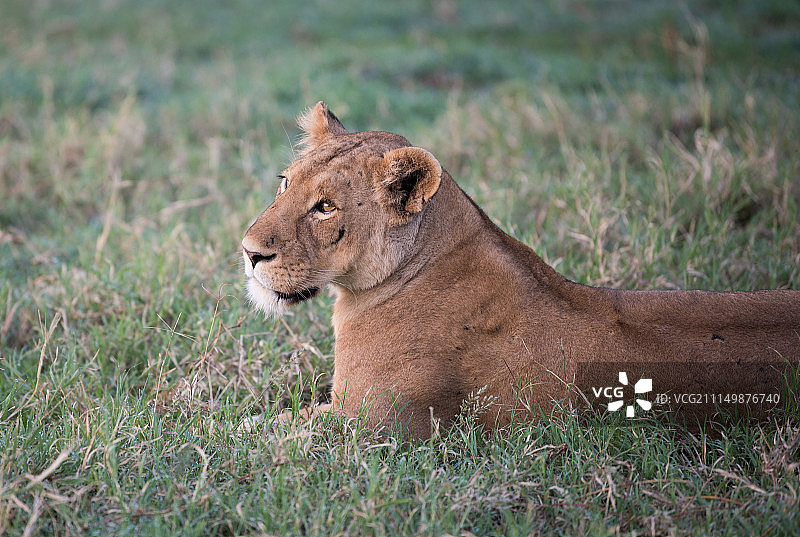 狮子坐在草地上的画像图片素材