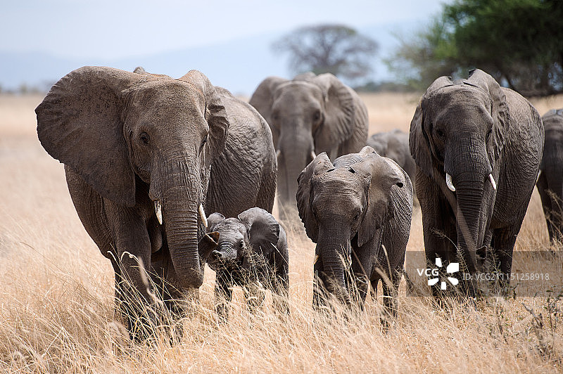 非洲象-塔兰吉尔国家公园图片素材