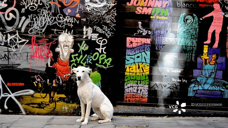 眨眼的狗坐在涂鸦墙艺术前图片素材
