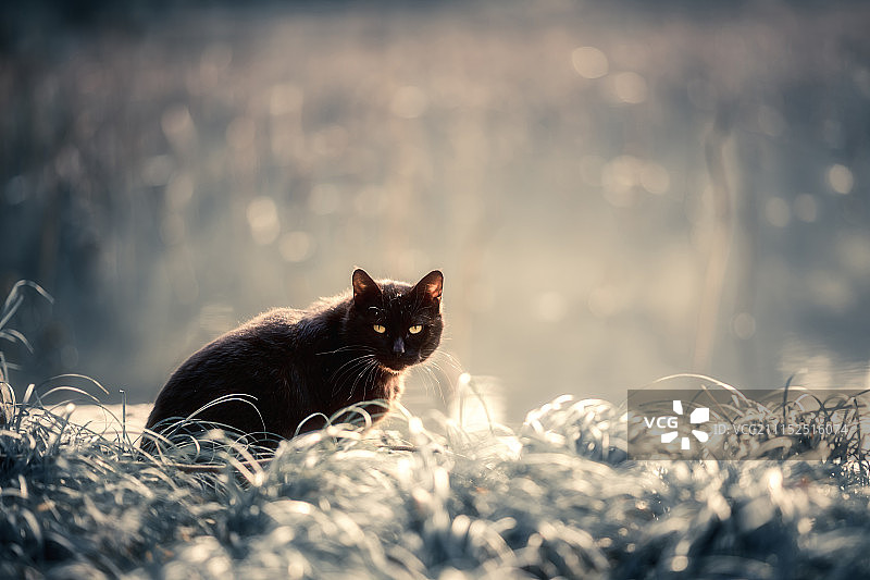 草丛中的一只黑猫图片素材