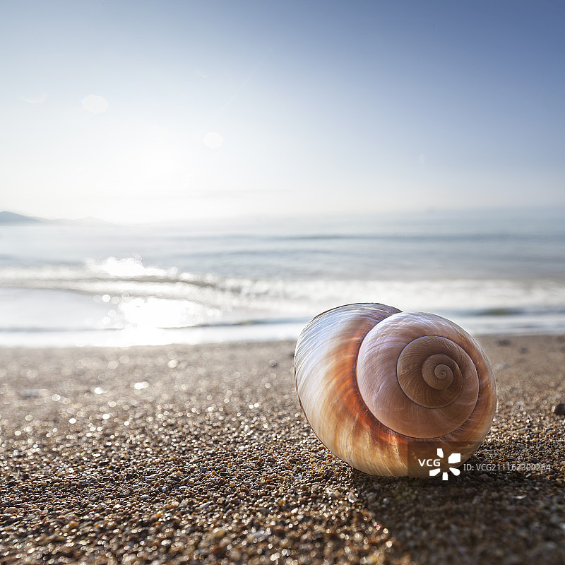 早晨沙滩上的贝壳图片素材