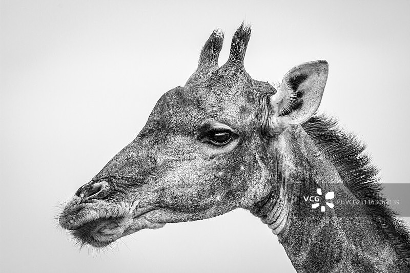 长颈鹿的肖像(长颈鹿camelopardalis)在黑色和白色图片素材