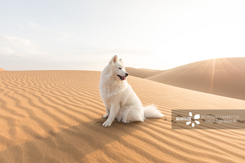 沙漠野狗图片