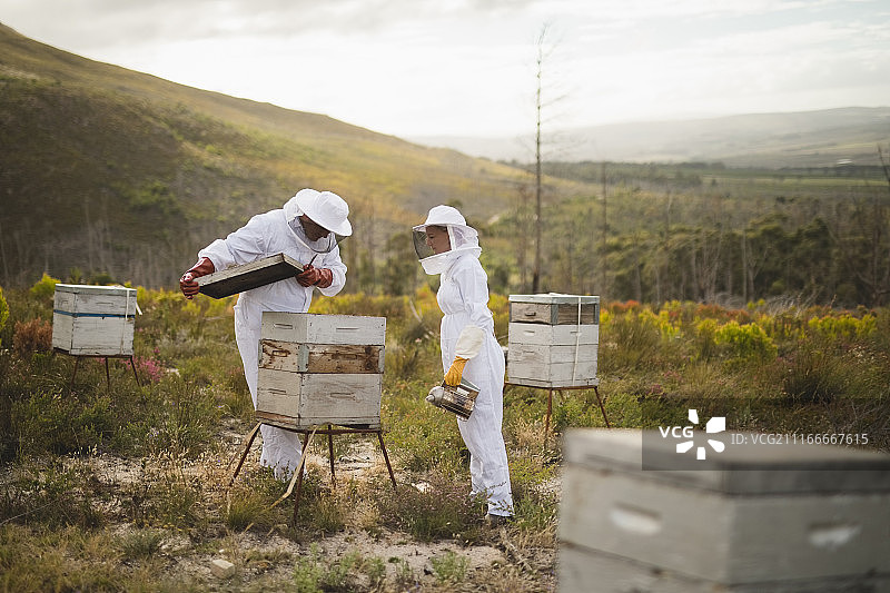 养蜂人在养蜂场检查人工蜂箱图片素材