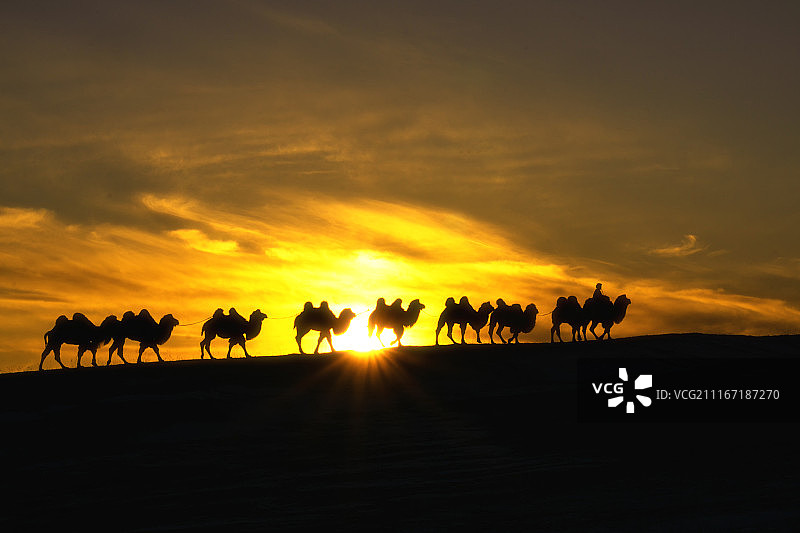 夕阳下排列行走的骆驼图片素材