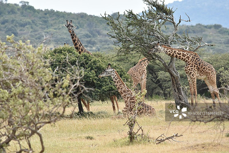 萨凡纳野生动物园与长颈鹿的合影图片素材