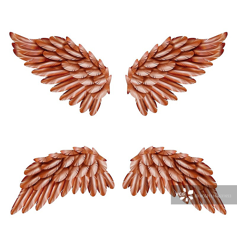 鸟翼。两对小棕色鸟翅膀设置孤立在白色背景逼真的矢量插图图片素材