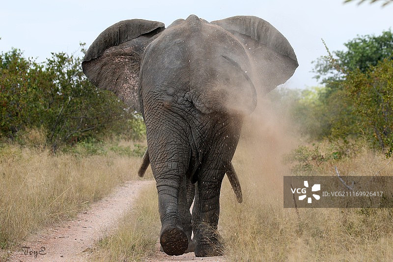 在非洲的大象图片素材