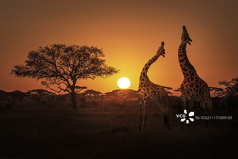 坦桑尼亚夕阳下的两只长颈鹿图片素材