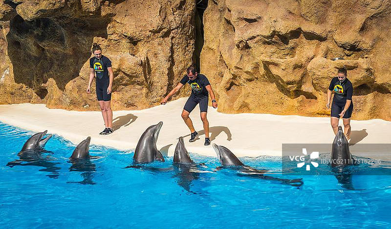 宽吻海豚(Tursiops truncatus)与动物驯兽师在海豚展，海豚馆，洛罗公园，德拉克鲁兹港，特内里费，加那利群岛，西班牙，欧洲图片素材