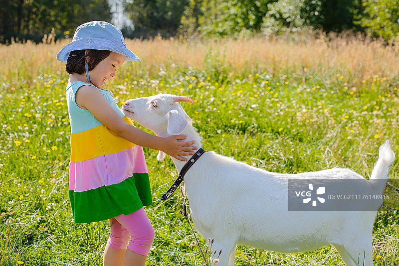 在俄罗斯的一个国家，一个阳光明媚的夏天，一个小女孩在草坪上喂山羊图片素材