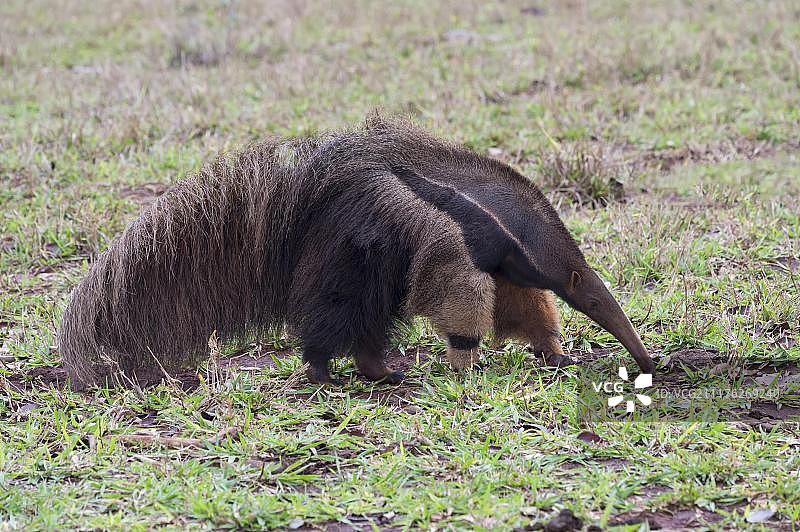 巨型食蚁兽(三趾食蚁兽属)觅食，马托格罗索，巴西，南美洲图片素材