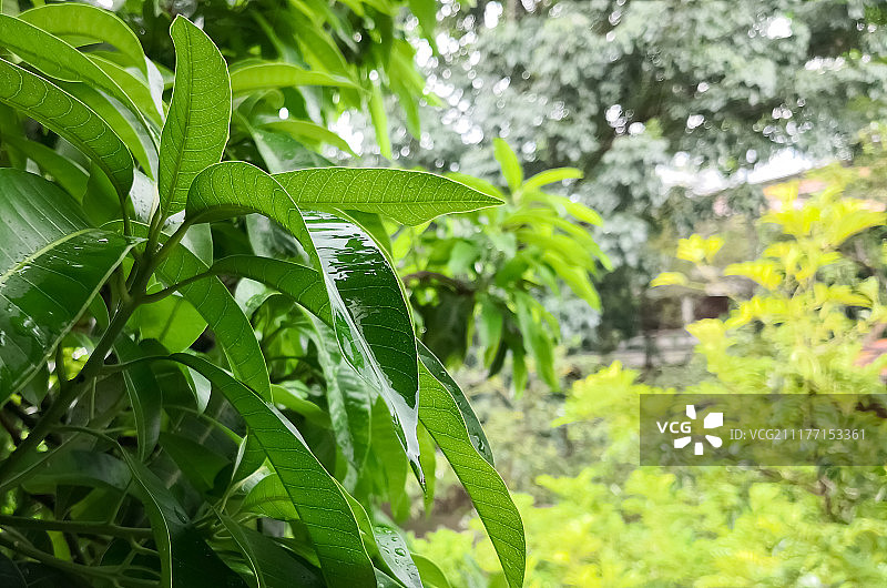 芒果树的叶子自然覆盖着雨滴图片素材