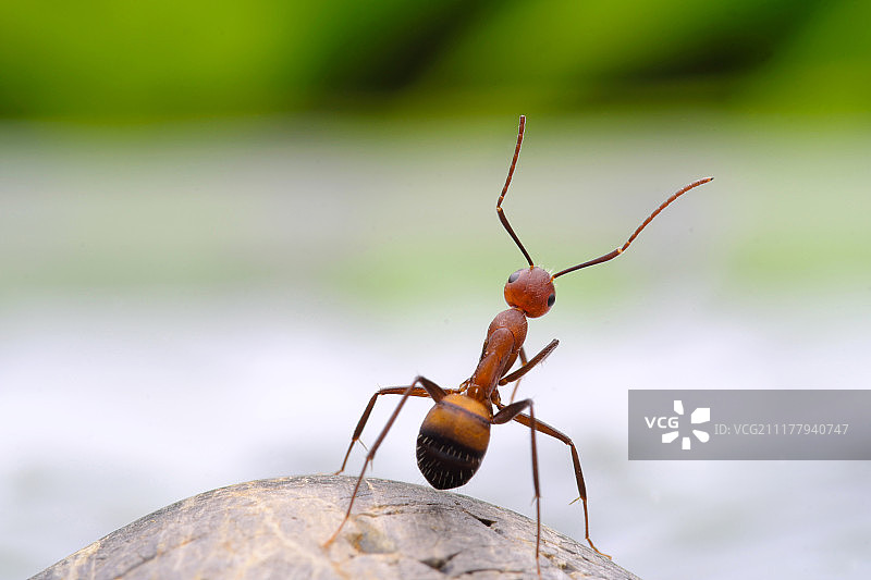 蚂蚁的背影图片素材