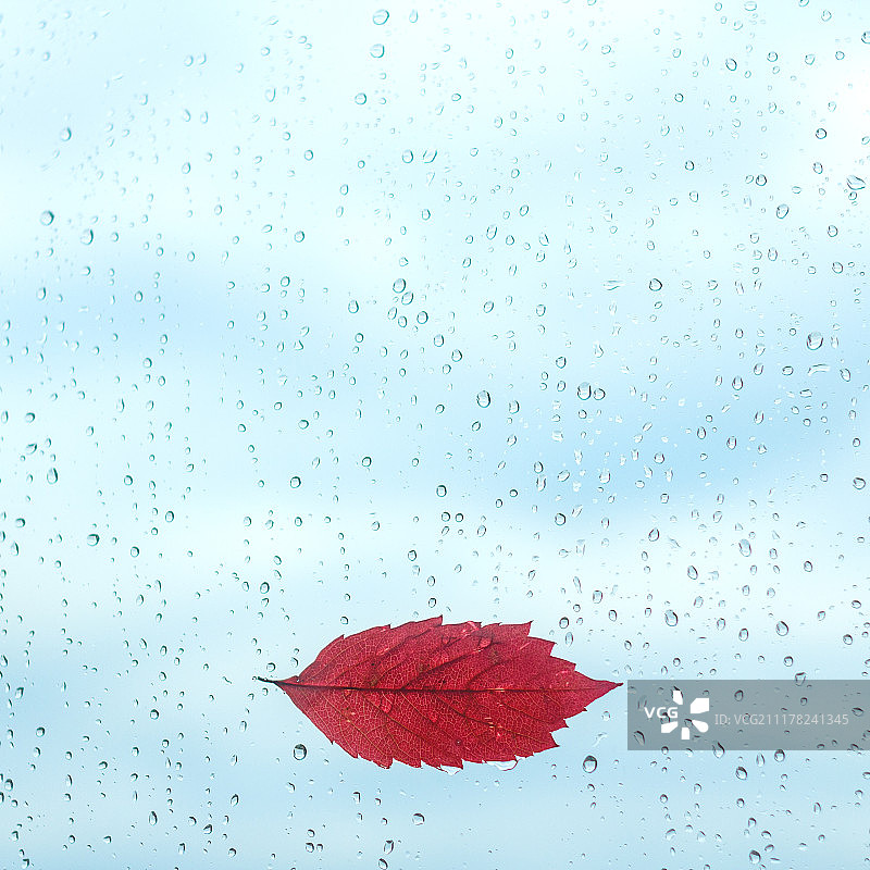 秋日，雨滴落在带有红叶的窗户上。图片素材