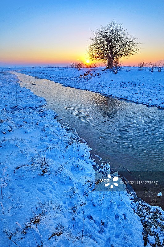 寂寞的冬天的树图片素材