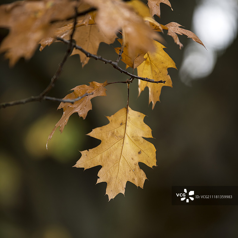 美丽的浅深度的领域宏观图像充满生气的秋天秋天的树叶在森林图片素材