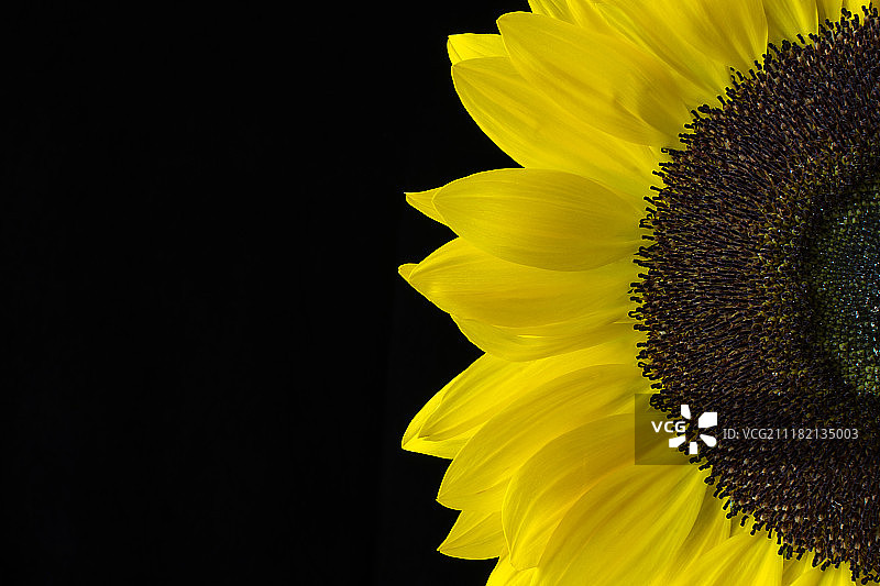 一个黄色向日葵孤立在黑色背景上的特写图片素材