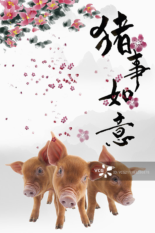 猪年新年春节图片素材