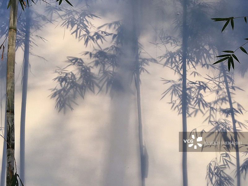 竹林间雾景图片素材