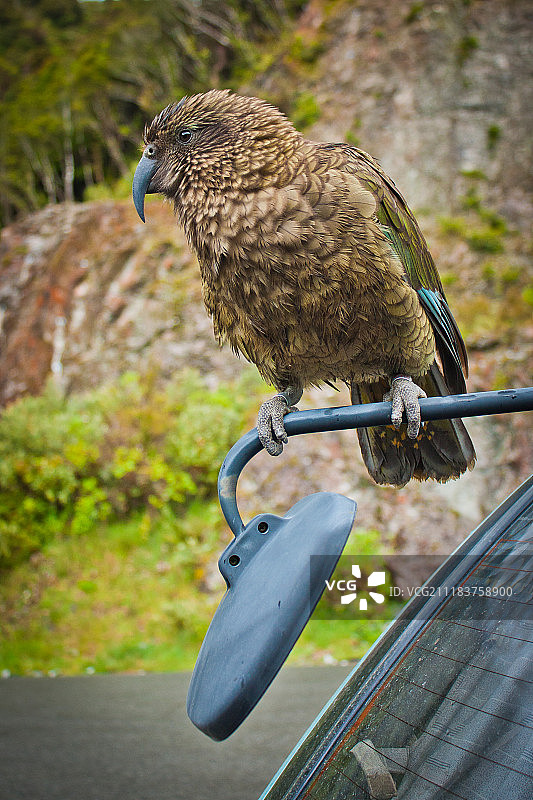 新西兰亚瑟帕斯国家公园内的鹦鹉图片素材