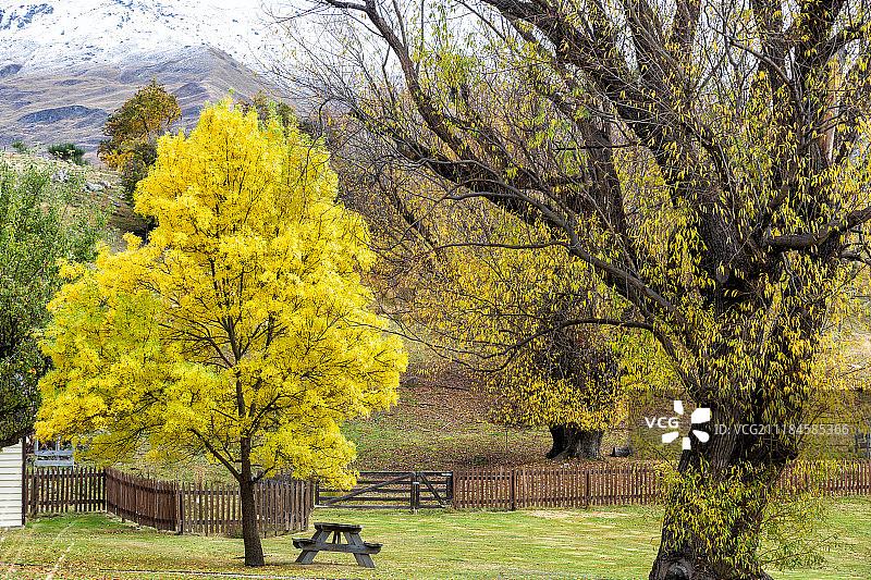 新西兰秋季树木图片素材