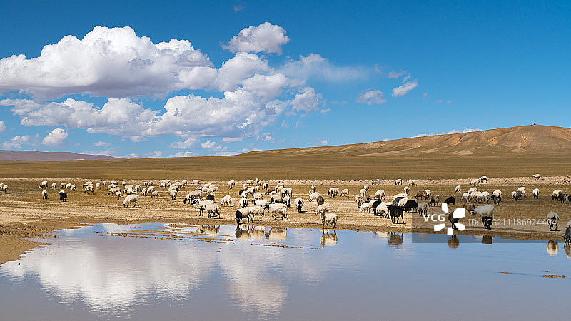 西藏羊群的水中倒影图片素材