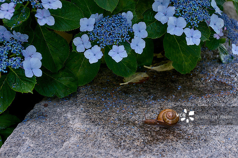 蜗牛和花的观点图片素材
