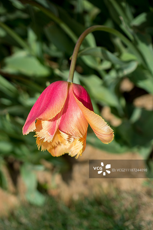 鲜艳的郁金香花在花园里绽放图片素材
