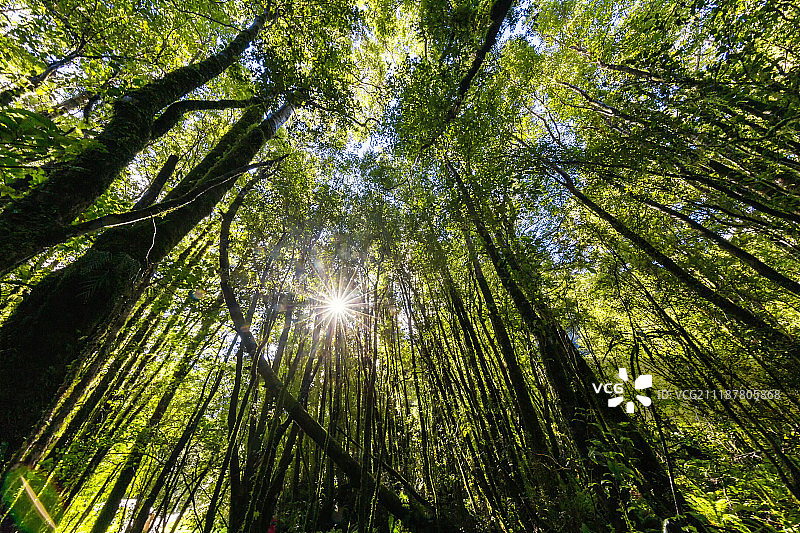 新西兰雨林图片素材